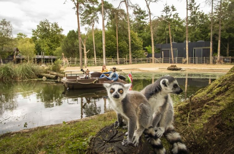 Ringstaartmaki’s in DierenPark Amersfoort